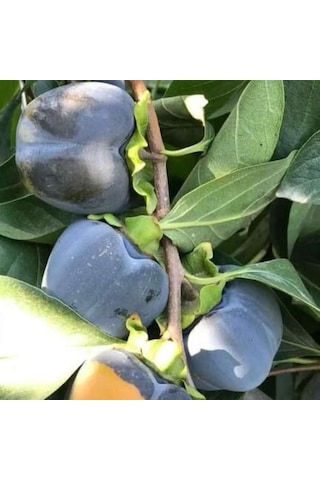 Özel Tür Tüplü Ve Aşılı Black Siyah Trabzon Hurma Fidanı