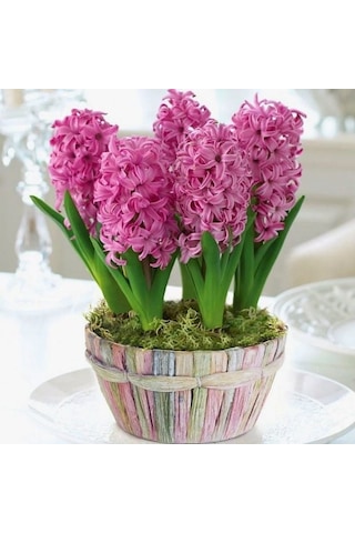 Fondant Kokulu Sümbül Soğanı 3 Adet