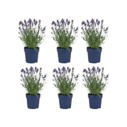 Orkide Moru Lavanta Fidanı 10 Adet 10-20 Cm Intermedia
