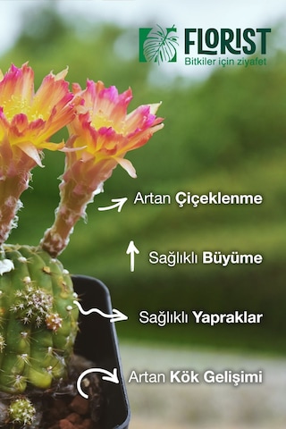 Florıst-konsantre Sıvı Kaktüs Ve Sukulent Bitki Besini 200