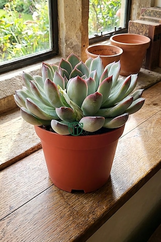 Echeveria Chihuahuaensis Koleksiyonluk Sukulent 8.5 Cm Saksıda