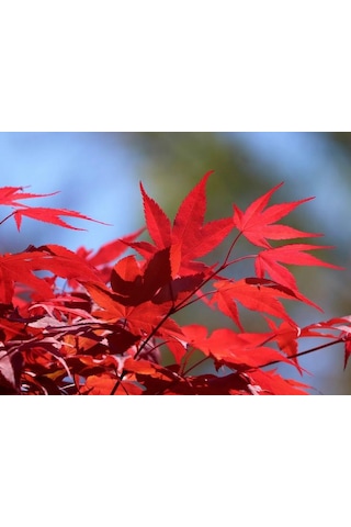 1 Adet 15-25 Cm Boylarında Japon Akçaağaç Fidanı