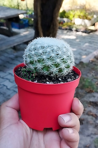 Mammillaria Candida Kaktüs Koleksiyonluk Nadir Tür