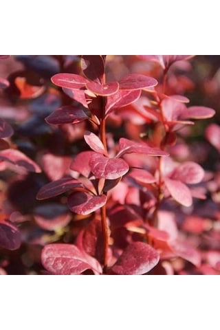 1 Adet Roket Berberis Fidanı Saksılı
