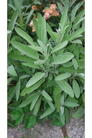 Adaçayı Fidanı Salvia Officinalis 15 20 Cm
