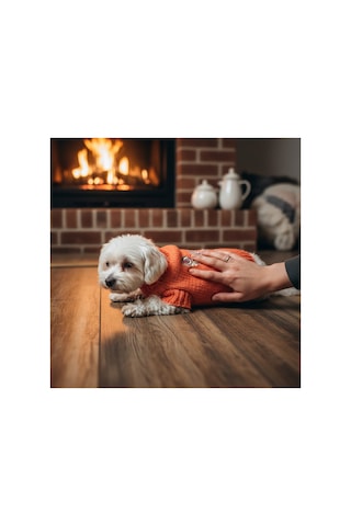 Kedi Ve Köpek İçin Lolipoplu Turuncu Kazak