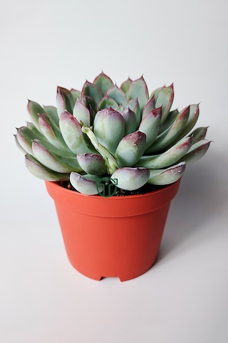 Echeveria Chihuahuaensis Koleksiyonluk Sukulent 8.5 Cm Saksıda