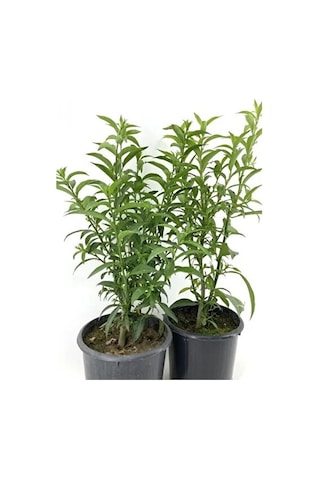 2 Adet 20-40 Cm Kolonya Limon Çiçeği Akşam Gece Sefası Melisa