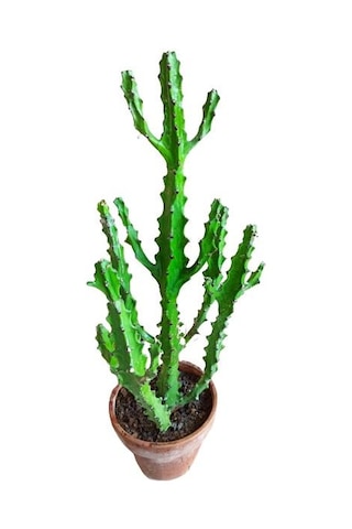 Euphorbia Najuneranatanii - 90 Cm