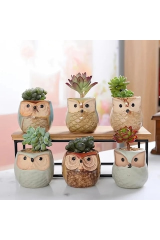 6 Adet Baykuş Etli Saksı Karikatür Başparmak Pot Taş Nefes