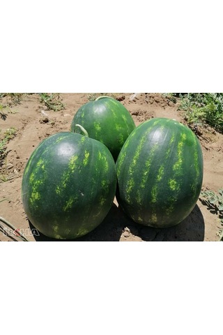 Eko Paket 50 Tohum Adana Karpuzu Tohumu Karpuz Tohumu + Hed
