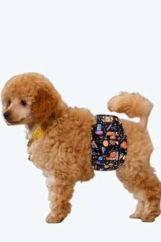 Erkek Köpek Çiş Bezleri, 3'lü Avantajlı Paket, 1 Paket 3 Farklı Desen Space, Small