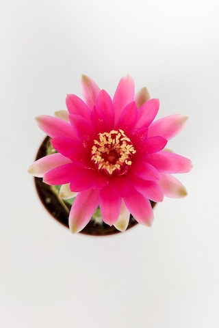 Gymnocalycium Baldianum Göz Alıcı Pembe Çiçekli  Özel Tür Kaktüs