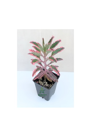 Toz Pembe Aşkın Gözyaşı Çiçeği 1 Adet Saksılı 10-15cm