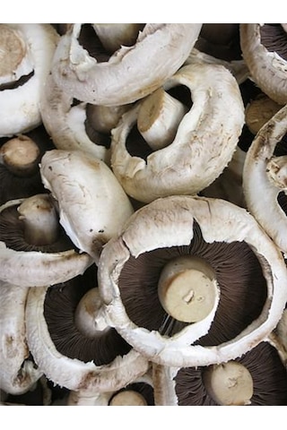 Kültür Mantarı Deneme Kiti Deneme Kompostu 2 Adet