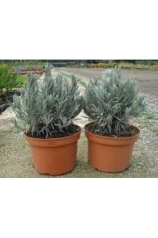 Lavanta Çiçeği Fidanı 3 Adet 10-20 Cm