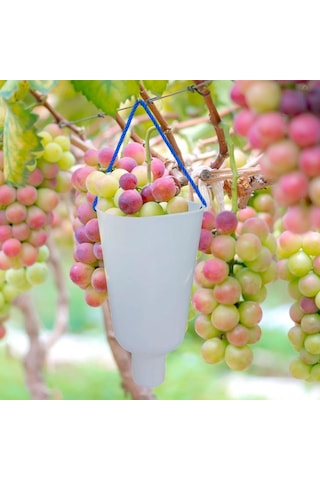 Homyl Üzüm Meyve Islatma Kabı Yetiştirme Bakımı Premium Daldırma