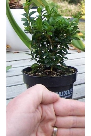 Bonsai Şimşir Fidanı Buxus Sempervirens Rotundifolia 3 Adet
