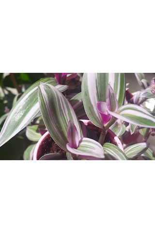 Pembe Telgraf Çiçeği Canlı Bitki Tradescantia Nanouk 15 Cm