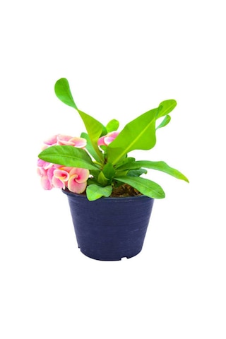 İthal Dikenler Tacı Çiçeği 1 Adet Saksılı 20-40 Cm Euphorbia Milii