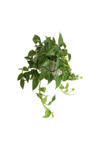 Videolu Pothos Salon Sarmaşığı 1 Adet Saksılı 20-40cm Iç Mekan Ev Salon Bitkisi Epipremnum Aureum