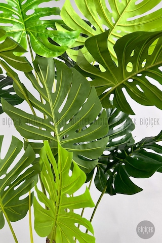 Yapay Monstera Ağacı Deve Tabani 170 Cm Antresi T Lale Saksıda Antresit