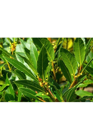 Defne Fidanı - Herdem Yeşil, Güzel Kokulu Ve Faydalı