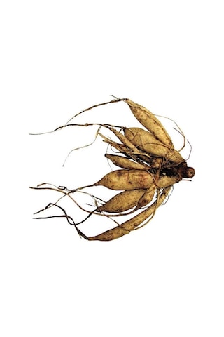 Büyük Çiçekli Go Go Peach Yıldız Dahlia Çiçeği Soğanı Yumrusu 1 Adet