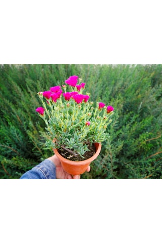 İZMİR GÜZELİ 5 ADET - PEMBE ÇİÇEKLİ ve ÇOK YILLIK BİTKİ (Saksıda)