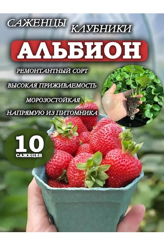Albion Çilek Fidanı Ve Fide Seti 10 Ad