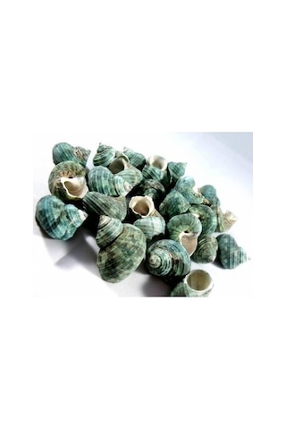 %100 NATUREL DOĞAL GERÇEK DENİZ KABUĞU 500 Gram -MMM4762