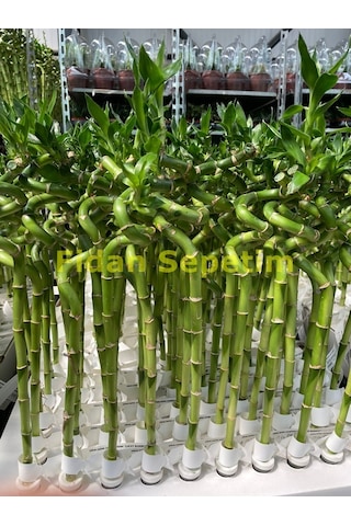 Şans Bambusu Spiral 5'li Paket 50cm