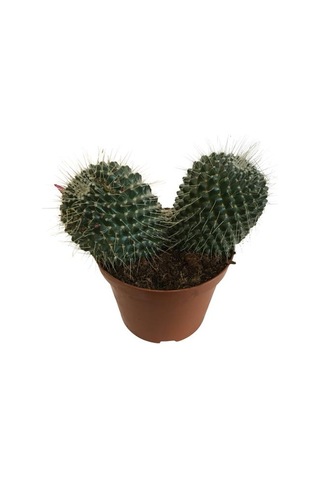 Mammillaria Spinosissima - Büyük Boy 14lük Saksıda Ürün