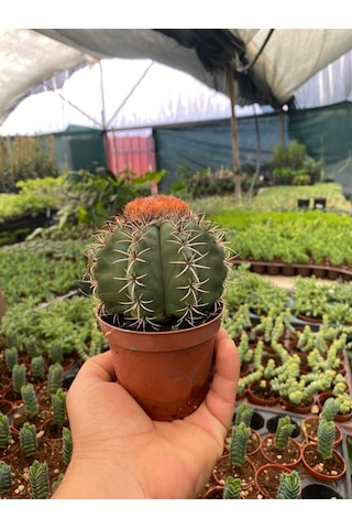 Melocactus Matanzanus Geniş Şapkalı Kafalı Kaktüs Tohumu 20 Tohu