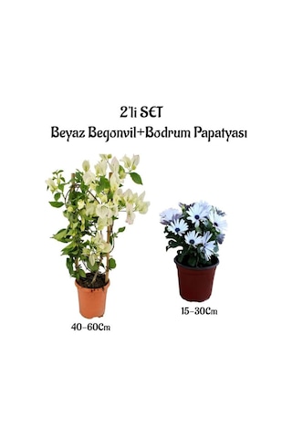 Beyaz Renk Begonvil Fidanı+beyaz Renk Bodrum Papatyası 2'li Set Peyzaj Bitkileri