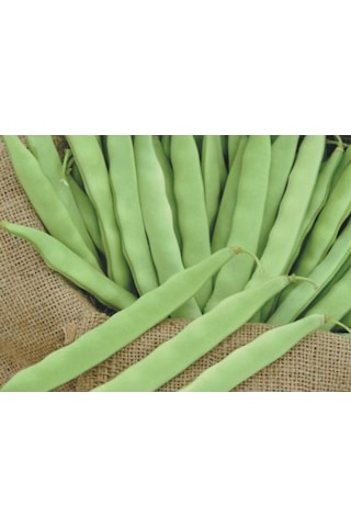 May Gina Fasulye 500 GR 2022 Üretimli