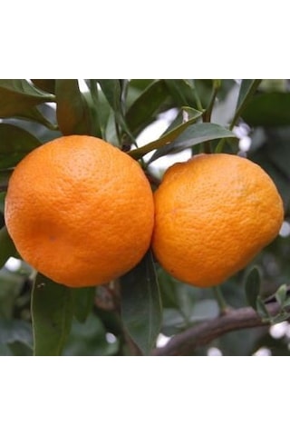 Bitkifidan 5 Yaş Aşılı Satsuma Mandalina Fidanı
