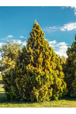Videolu Kokulu 1 Adet Limoni Servi Fidanı Saksılı 30-50 Cm Lemon Cypress Sapling