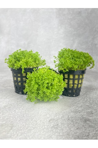 Woof Akvaryum Michrantemum Monte Carlo Akvaryum Zemin Bitkisi