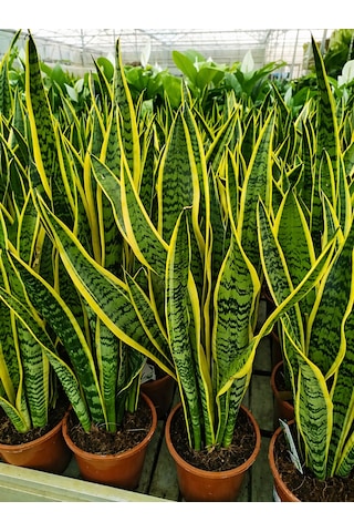 Alacalı Paşa Kılıcı Sansevieria - Büyük Boy 50-60 Cm