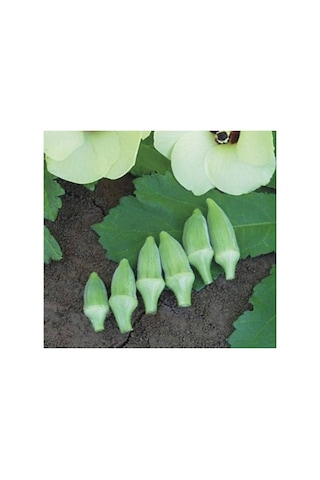 Japon Bamya Tohumu - 10 Gram