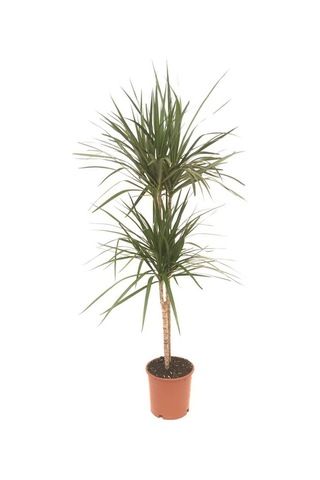 Dracena Marginata 2 Li