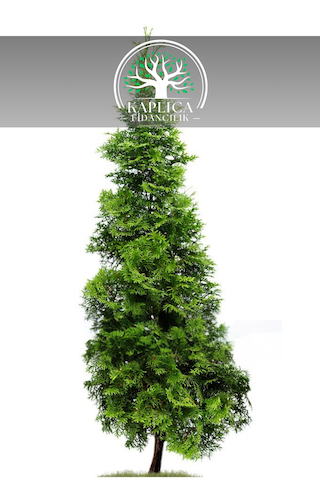 Mazı Çam Ağacı Fidanı Duvar Çit Ağacı 1 Metre