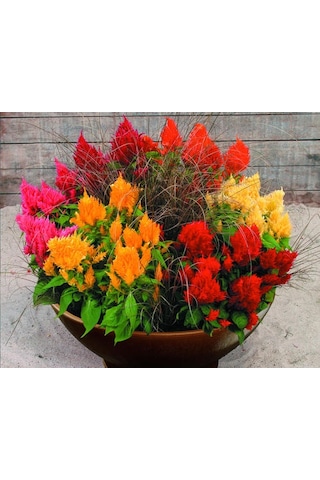 100+ Adet Celosia Bitkisi TohumuHoroz İbiği Bitkisi Rengarenk P