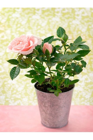 Avantajlı Kokulu Pembe Gül Yediveren 1 Adet Saksılı 50-70cm Aşılı Gül Pink Rose