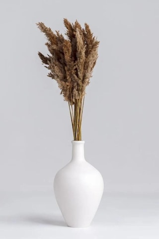 Alyones 10 Adet Natural Kabarık Pampas Diğer