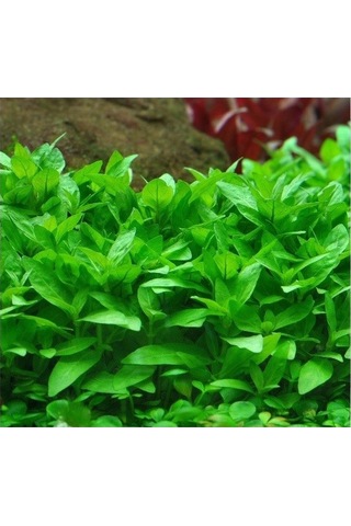 Staurogyne Repens 1 Saksı-zemin Bitkisi Kolay