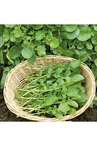 Yerli Tere Tohumu, Geniş Yapraklı, 1 Gram, 600 Adet