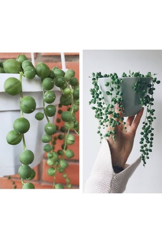 Serada Decor Plant Tespih Çiçeği İnci Tanesi Askılı Büyük Saksı Senecio Rowleyanus Teraryum Sukulent