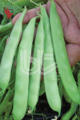 Bursa Tohum Balkız Fasulye Tohumu Oturak 250 Gr